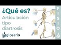 Articulación DIARTROSIS | Qué es, etimología, ubicación y movimientos