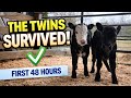 48 Hours Later… The Twin Calves Are Improving Fast! 🐄🐄
