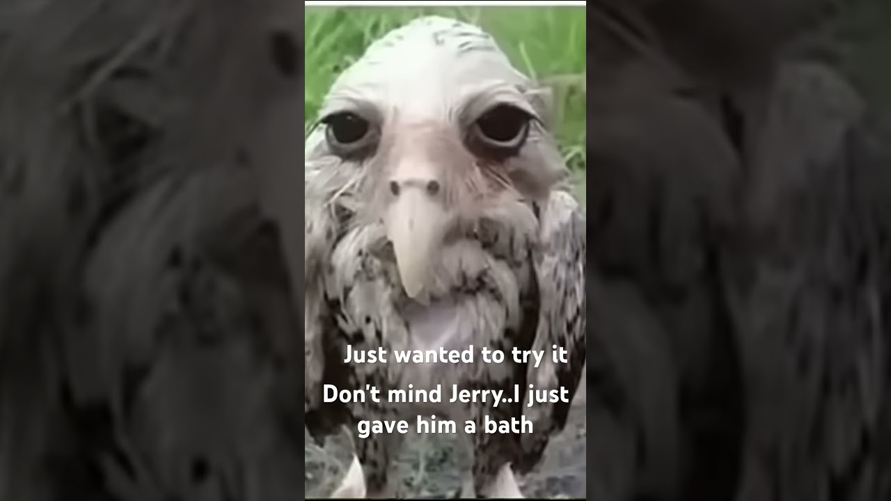 Don't mind Jerry the owl