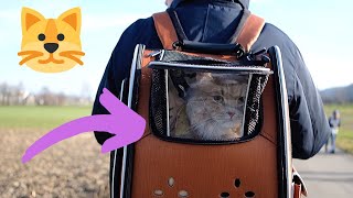 Siberian cat in his new cat backpack. Cat adventures outside - exciting first time experience! by Dream & Diamond Cats 2,014 views 4 years ago 4 minutes, 8 seconds