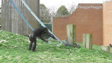 monki flip original full video zoomed out