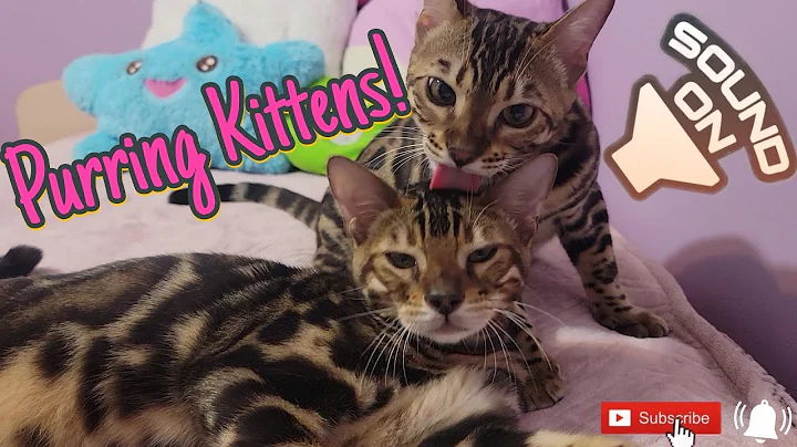 Watch the video about Purring Bengal | Cat Purring | The Best Sound In The World - Kittens Purrs | Cute Bengal Kittens
