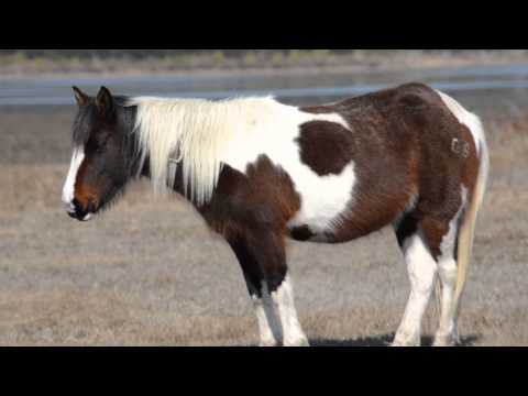 Бейне: Chincoteague-дің жабайы понистары - Assateague Island Ponies - Күнделікті ветеринар