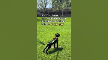 So you think you want a GSP Puppy …. Maybe think again #gsppuppy #gsp