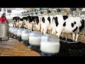 Modern Cow Dairy Farming - Cow Milking Technology Machine - Smart Dairy Farm