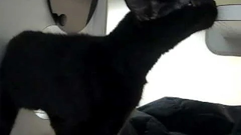 Watch the video about Meet Munchkin a Domestic Shorthair currently available for adoption at Petango.com! 5/17/2011 3