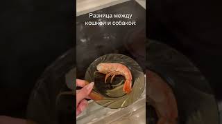 Разница между кошкой и собакой