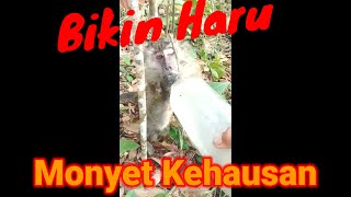 MONYET KEHAUSAN AKIBAT KEMARAU PANJANG
