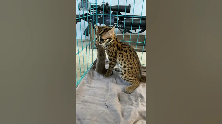 Watch the video about Asian leopard cat eat mouse #animals #kucing #leopard #macan #macanakar #pets