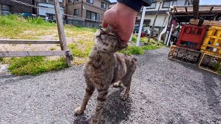 開店まだ？干物屋を催促する猫…撫でたら甘えが止まらない港町の癒し時間🐱