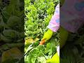 harvesting the green cabbage manually in the garden using the sharp metal knife