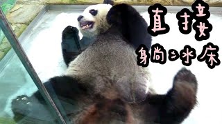 圓仔躺冰床滾滾滾，圓仔說：冰床好涼，睡覺最舒服|熊貓貓熊The Giant Panda Yuan Yuan and Yuan Bao|台北市立動物園