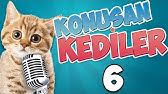 Konuşan Kediler 13