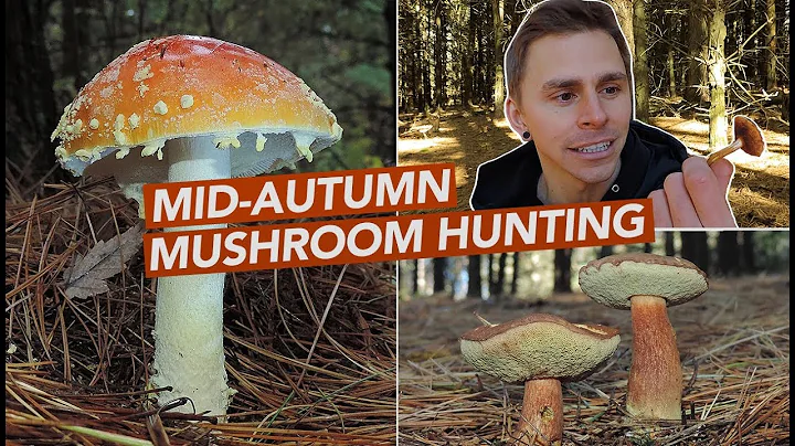Mid-Autumn Mushroom Hunting