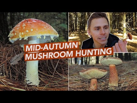 Video: Autumn mushrooms. Autumn honey agaric - a dangerous double (name)