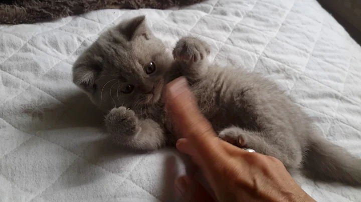 Video 778741: british shorthair lilac boy, cattery calmcat, litter