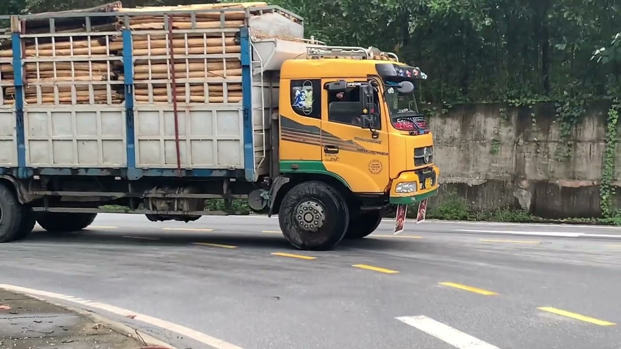 Màn biểu diễn kèn ông vàng, kèn chim,kèn đảo,baby shark 🦈,kèn Lốc