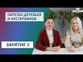 Обрезка деревьев и кустарников