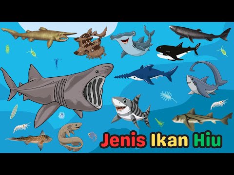 Gambar Ikan Cucut