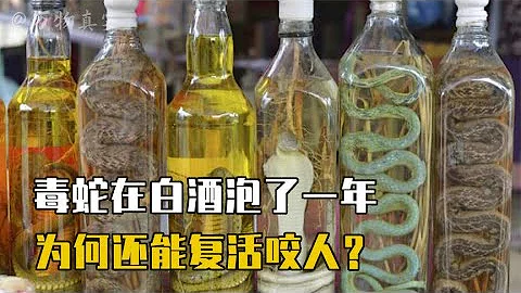泡在酒里的毒蛇復活？村民喝蛇酒卻被毒蛇咬傷，毒蛇為何沒死呢？【萬物真實】 - 天天要聞
