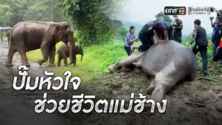 ระทึก! หมอและเจ้าหน้าที่ปั๊มหัวใจ ช่วยชีวิตแม่ช้าง สลบหัวทิ่มบ่อ | ข่าวช่องวัน