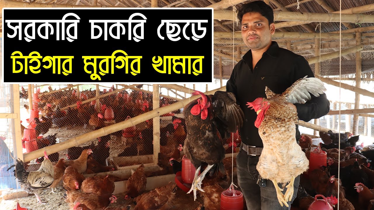 সরকারি চাকরি ছেড়ে টাইগার মুরগির খামার করে ভাগ্যবদল বাগেরহাটের জাবেদ ভুঁইয়ার। Tiger morgi