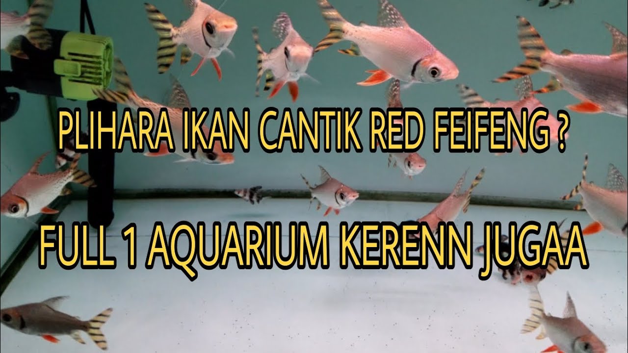 Ikan Rff PELIHARA IKAN HIAS MAHAL 1 AQUARIUM ? MARI KITA KASIH MAKAN IKAN RED ...