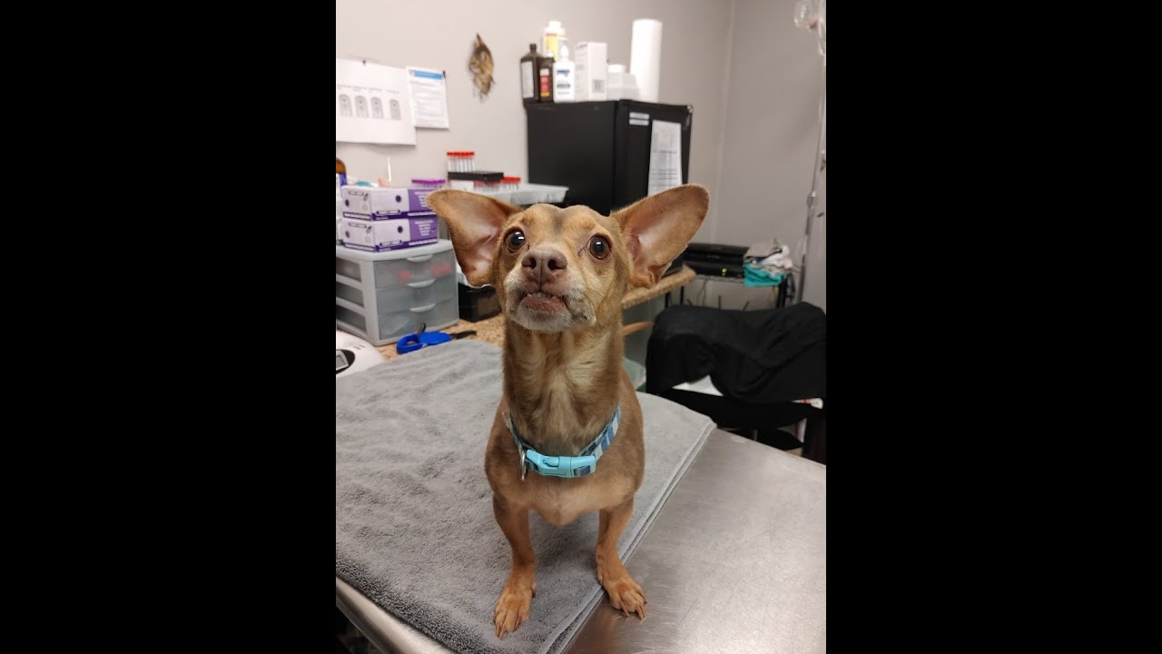 Pet of the week: Chiweenie named Sir Poochie