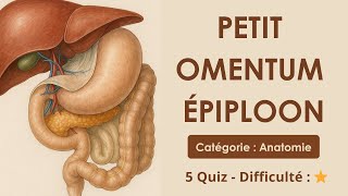 Petit omentum ou épiploon - Catégorie : Anatomie /Médecine