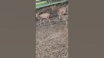 Tự nhiên xịt keo hết cả. #itp #itpclub #ichimoku #huythinhitp #chứngkhoán #chungkhoan #trading