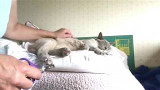 Cat nail trim during nap by Clever Cats Livonia 331 views 5 years ago 56 seconds