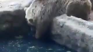 Help other in need. Example set by Bear. #life #help