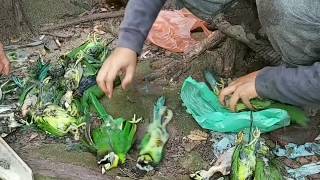 Berburu Burung Takur Api Di Hutan Lebat, Dan Hasilnya Sungguh Mengejutkan