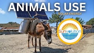 : Unveiling Nature's Solar Secrets: How Animals Harness Solar Energy!