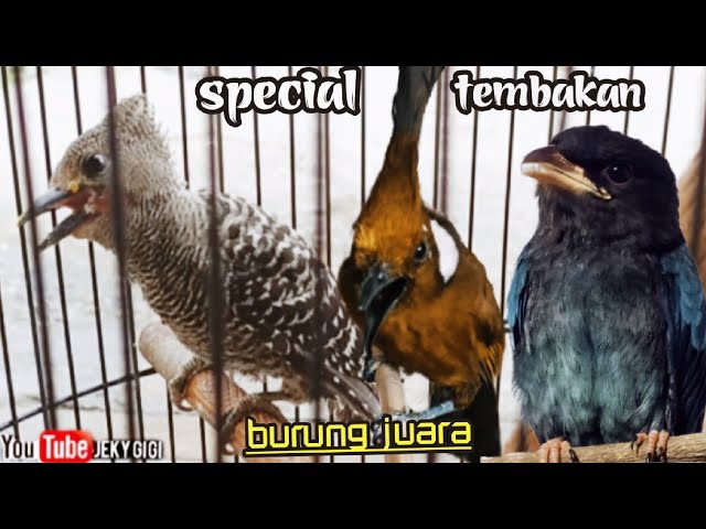 SPECIAL TEMBAKAN BURUNG JUARA || ( berjedah ) cililin vs pelatuk vs tengkek buto class=