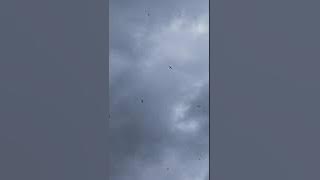 Lubuk walet terbanyak di Sabah,tanpa bunyi pemanggil