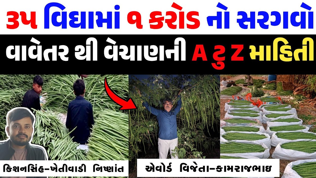 સરગવાની ખેતી દ્વારા વર્ષે એક કરોડની કમાણી | sahjan ki kheti | sargava ni kheti #sharemarket 