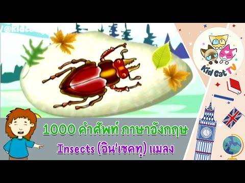 1000 คำศัพท์ภาษาอังกฤษ 🐞แมลง 🐳สัตว์ทะเล 🦆สัตว์ปีก  #เรียนภาษาอังกฤษ