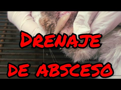 Video: Abscesos Por Mordedura De Gato: Lo Que Necesita Saber