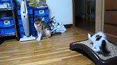 猫 威嚇 Youtube 猫 威嚇 Youtube