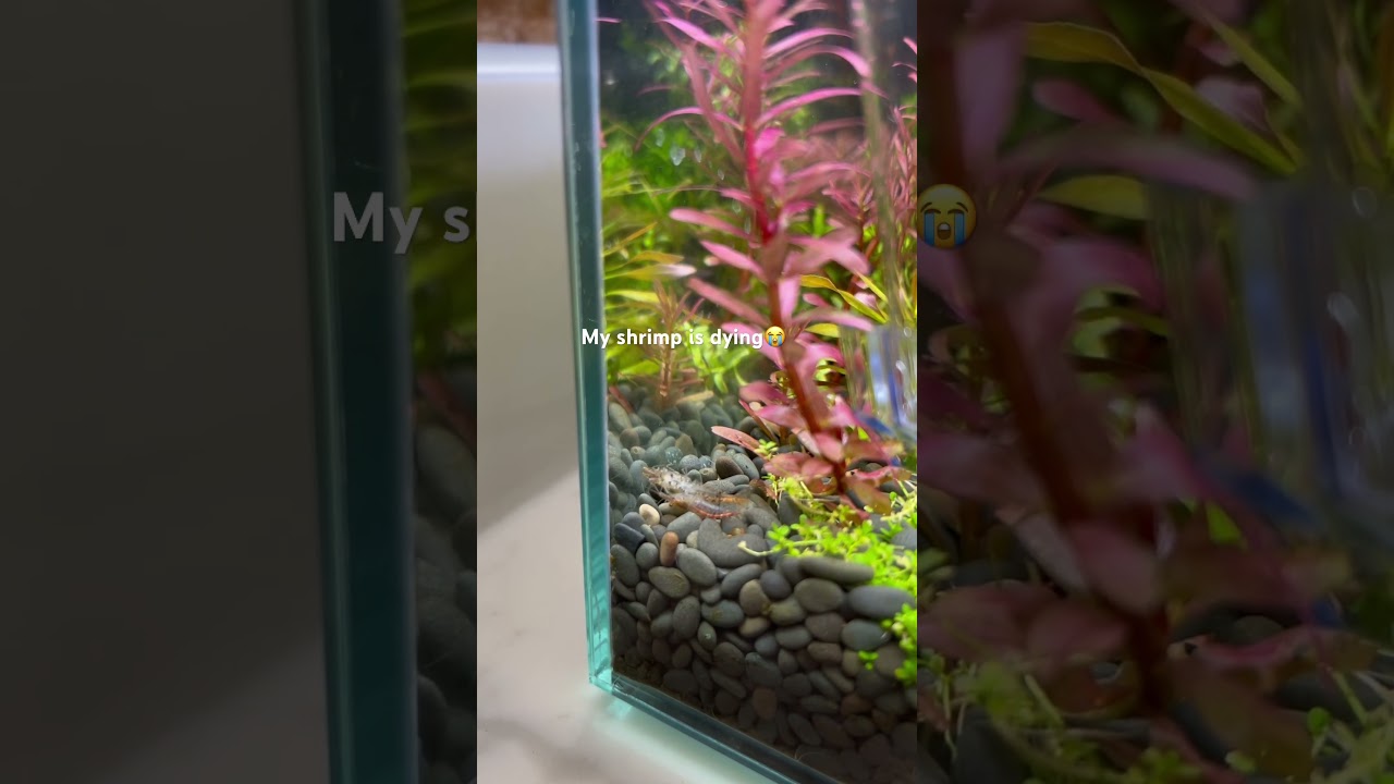RIP TO MY SHRIMP 😭😭😭😭🦐 bad molt 