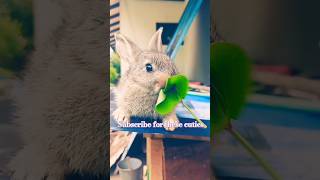 Cute bunny eating 🐰🐇🥬🌿♥️