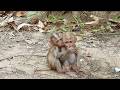 Sibling Sacrifice: Sister Patiently Lets Baby Monkey Suck Her Ear Despite Feeling Low