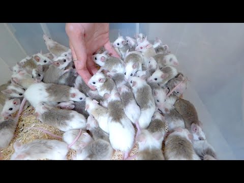 ヤワゲネズミが大繁殖してきたので蛇たちに食べさせます - YouTube
