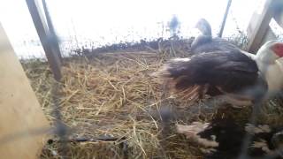 Мускусные утки. Подкладываем яйца в гнездо.18 января 2017 г.