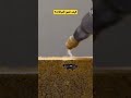 بهذا الشكل تنمو النباتات سبحان الله تجارب نباتات غرائب معلومات 