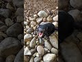 ये छोटा जानवर इतना खतरनाक क्यों है? 😱 | Tasmanian Devil #wildlife