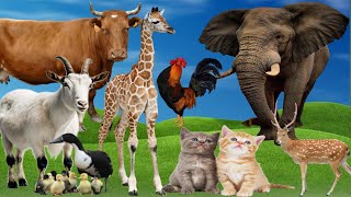 cute little farm animal sounds - cow, chicken, goose, sheep, duckling, elephant - animal moments 13