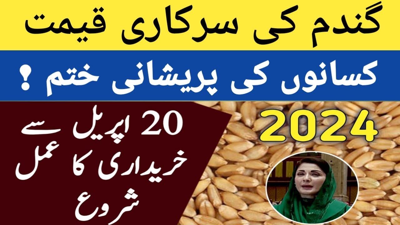 today new wheat price update in Pakistan 2024 | wheat rate today ...