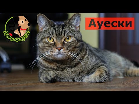 Насколько опасна болезнь Ауески для собак и кошек. Стоит ли кормить животных сырой свининой?